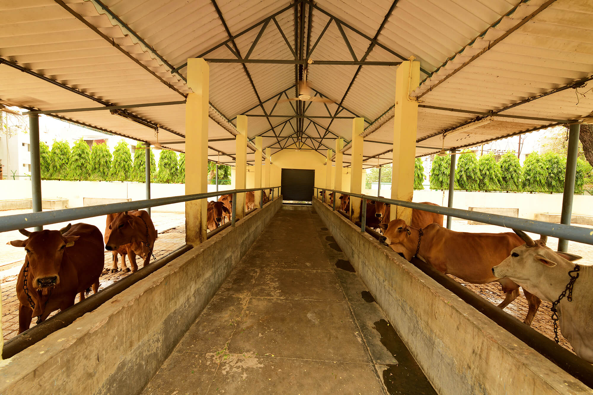 raj-bhavan-dairy-gaushala