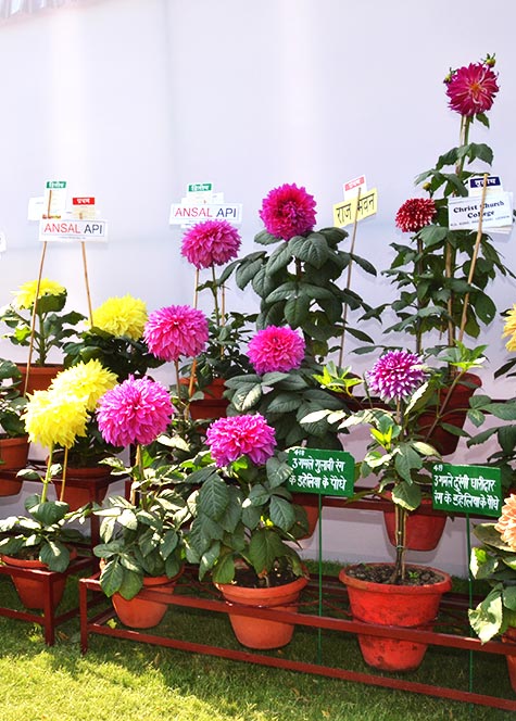 Flower Show 2017