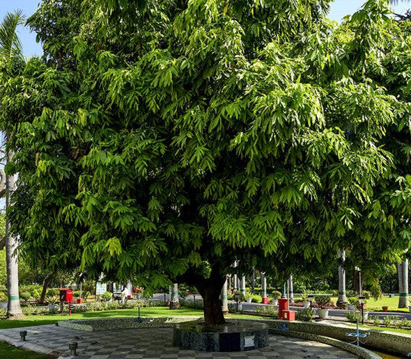Sita Ashok Tree