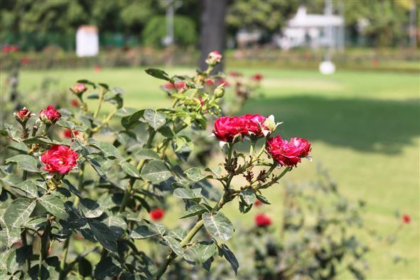 Rose Garden/गुलाब वाटिका