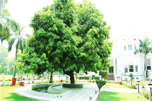 Sita Ashok Tree/सीता अशोक वृक्ष