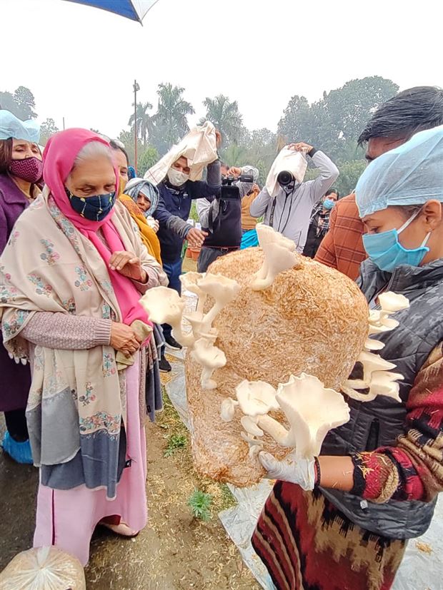 Practical training of production of vegetable and mushroom has been given to women in Raj Bhavan./राजभवन में महिलाओं को शाकभाजी एवं मशरूम का क्रियात्मक प्रशिक्षण