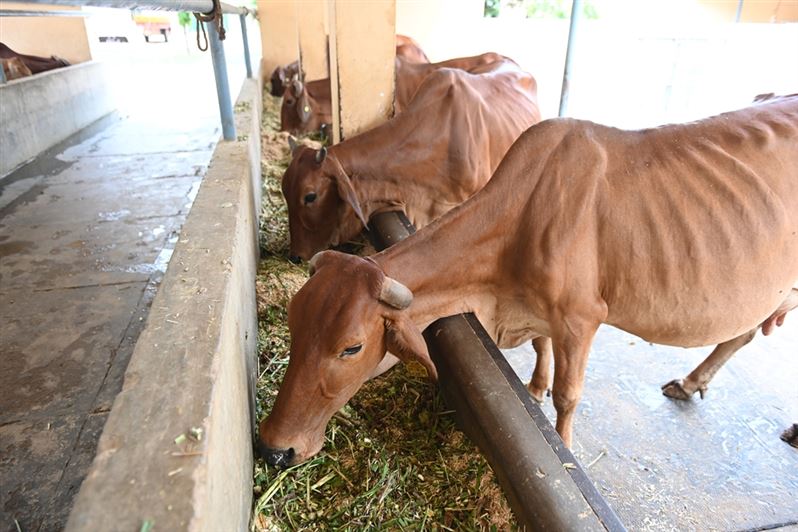 Raj Bhavan Dairy – Gaushala/ राजभवन डेयरी- गौशाला