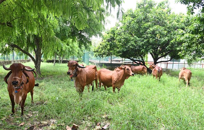 Raj Bhavan Dairy – Gaushala/ राजभवन डेयरी- गौशाला