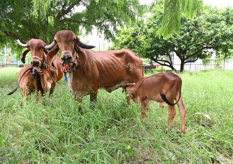 Raj Bhavan Dairy – Gaushala/ राजभवन डेयरी- गौशाला
