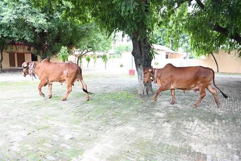 Raj Bhavan Dairy – Gaushala/ राजभवन डेयरी- गौशाला