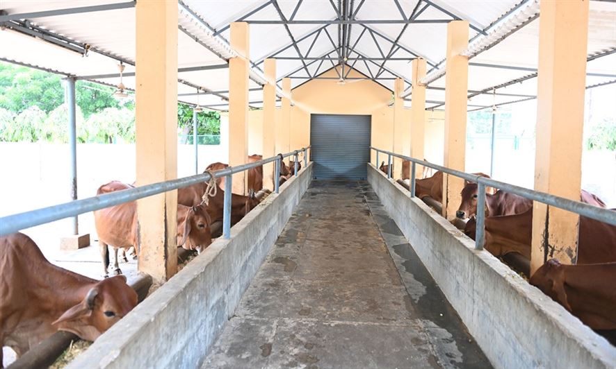 Raj Bhavan Dairy – Gaushala/ राजभवन डेयरी- गौशाला